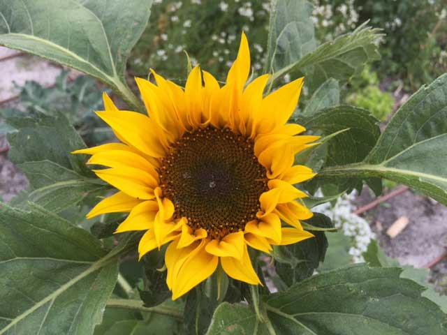 sunflower